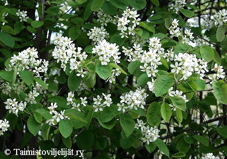 Amelanchier spicata